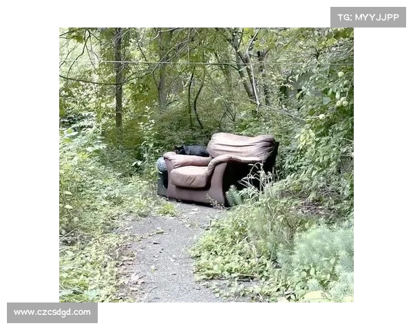 永歌森林深处的五大自然秘密探寻之旅